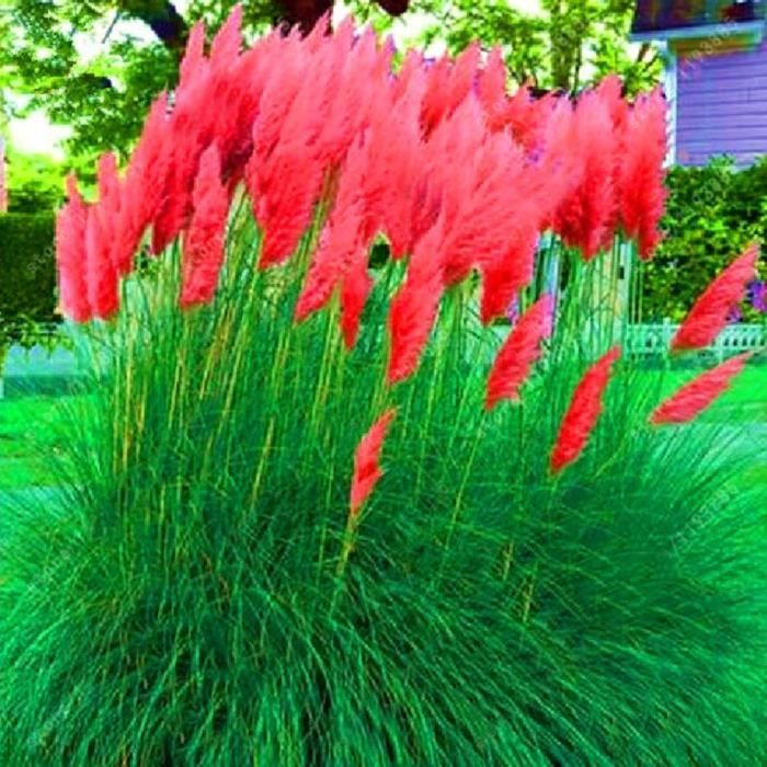300pcs pampas herbe graines plantes bureau à domicile décoration jardin bonsaï 2