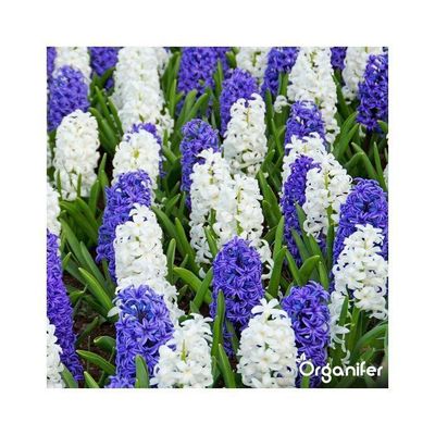 25 Bulbes De Jacinthes Bleues Taille XXL 16/17 Cm - Mélange Carnegie, Blue Jacket, Delft Blue
