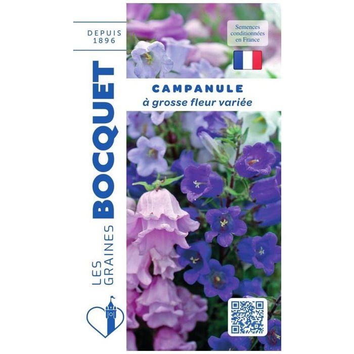 Graine - Semence - Campanule à grosse fleur variée