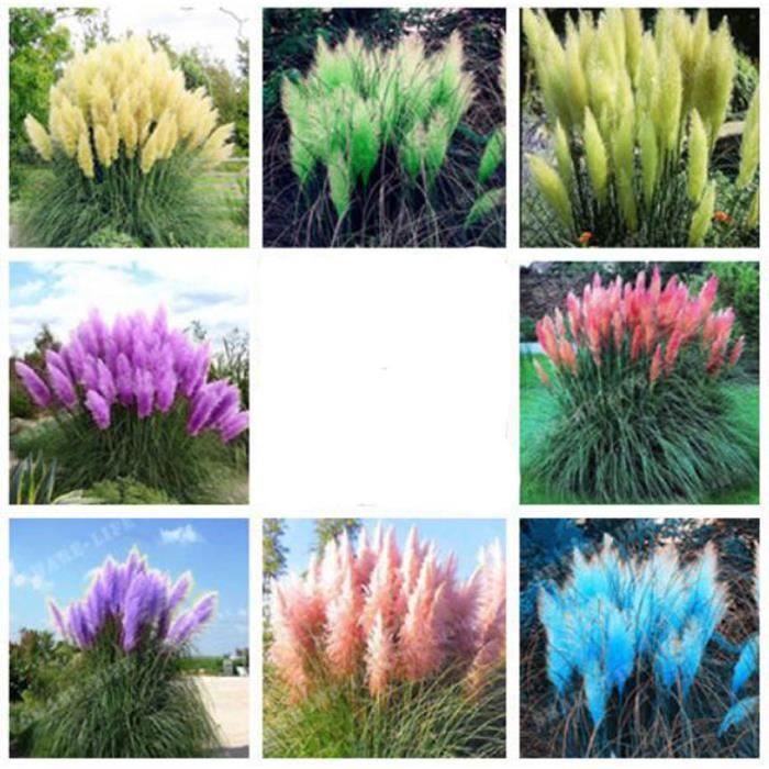 Doubleer 10pcs spirale herbe semences bonsa/ï plante Gramin/ées graines