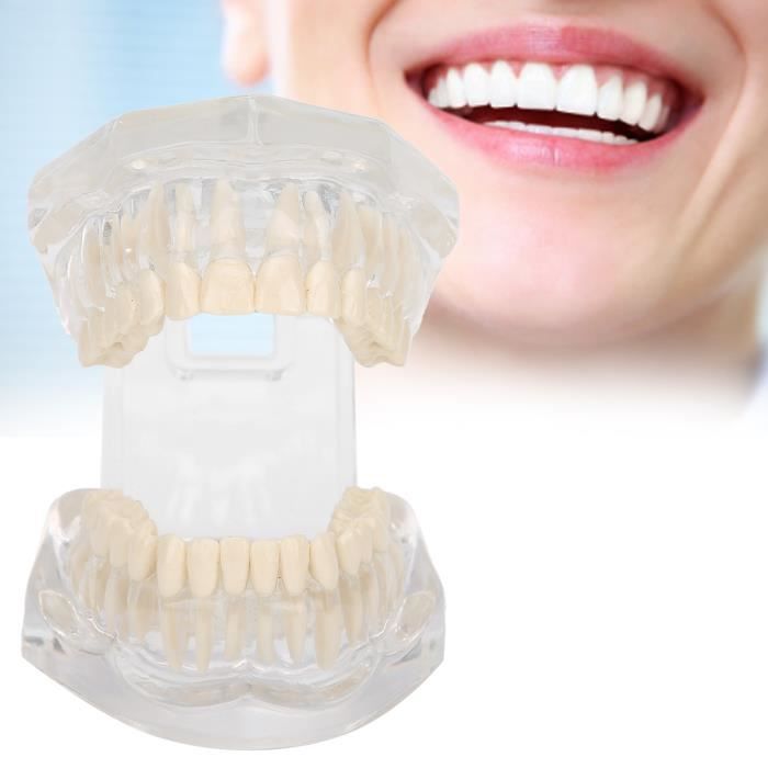 Modèle de dents transparentes Modèle de dents dentaires de simulation de modèle de dents en