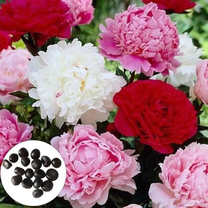 VERYNICE-Graine fleur de pivoine multicolore 100pcs