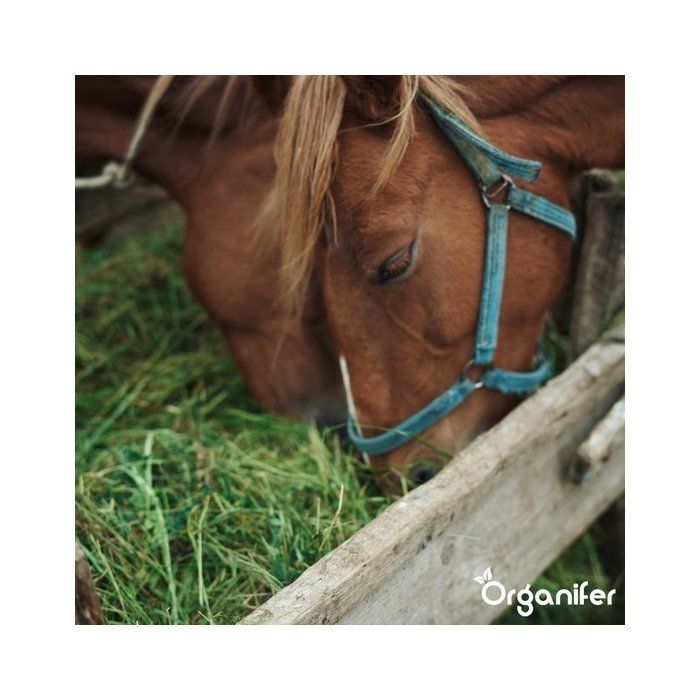 Verdurmax 5 kg de semences de gazon – Mélange de haute qualité pour 40 m² de pelouse dense, résistante et à germination rapide - Jardin