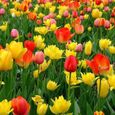 300pcs graines de tulipe-0