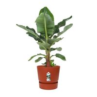 Plante d'intérieur – Bananier en ELHO pot Plastique rouge-marron comme un ensemble – Hauteur: 80 cm XEE0