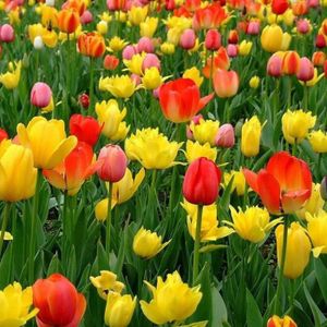 GRAINE - SEMENCE 300pcs graines de tulipe