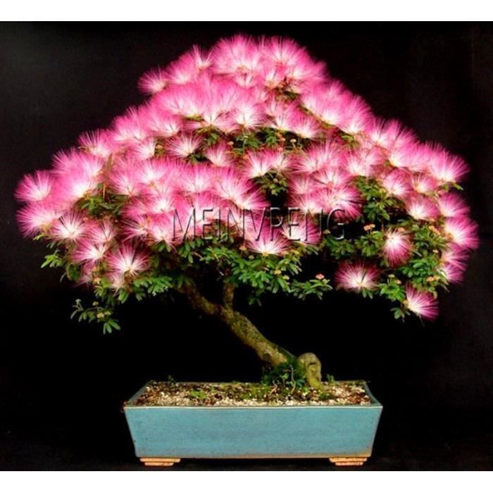 Vente! Bonsaï Fleur Albizia, (Albizia Julibrissin) Plantes, Arbre D'Ornement Pour La Maison Et Le Jardin, 20 Flores #76