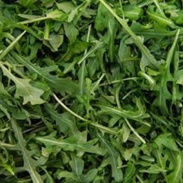 200 graines de roquette salade verte