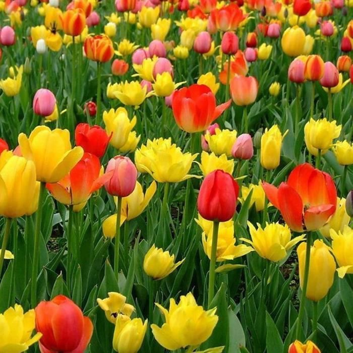 300pcs graines de tulipe