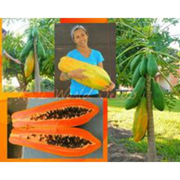 20 Pièces Sucré Maradol Papaye Extérieur Comestible Tropical Juteux Jardin Fruit Héritage Bio Nain Arbre Fruitier Sementes #44