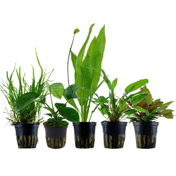 Meilleurs prix pour AquaOne Plantes d'aquarium - Set de pots de plantes No.131
