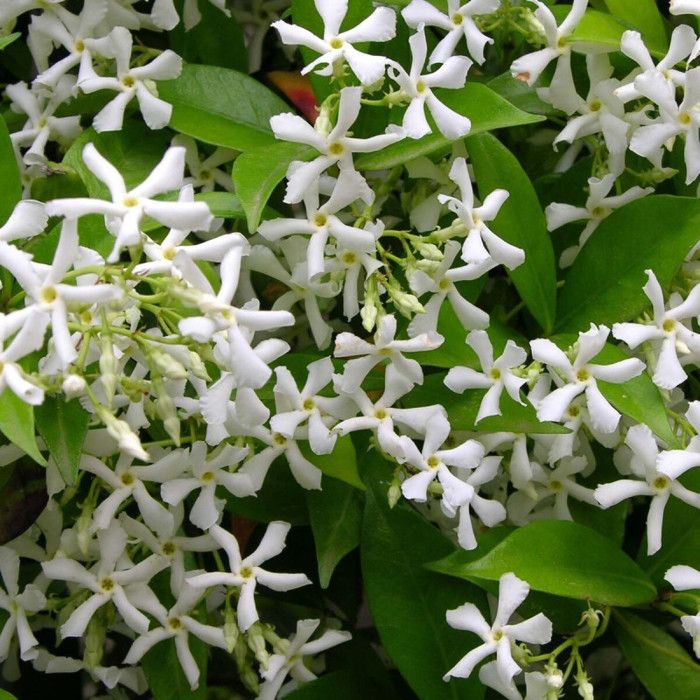 Jasmin étoilé Jasmin persistant blanc Trachelospermum