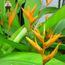 Strelitzia Seeds Oiseau Du Paradis Fleurs5 Achat Vente