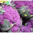 100 Graines de Chou-Fleur Violet - jardins potager légumes rare- semences paysannes-0