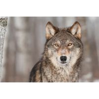 Papier Peint Photo INTISSÉ-PORTRAIT DE LOUP-(215143)-400x260cm-8 lés-Mural Poster Géant XXL-Panorama-Animaux Dog Canis Wolf Coyote