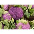 100 Graines de Chou-Fleur Violet - jardins potager légumes rare- semences paysannes-1
