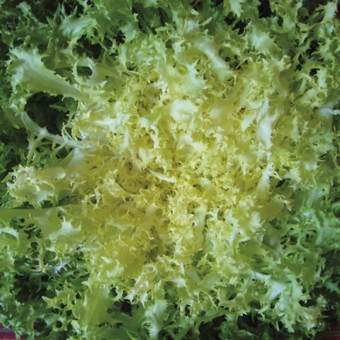 Sachet de graines de salade frisée - Gentilina