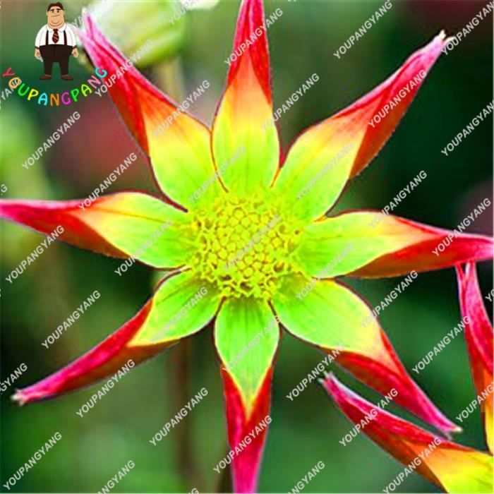 Version Blanc 50 Pieces Sac Dahlia Fleur Arc En Ciel Plantes Bonsai Plantation Balcon En Pot Plantas Pour La Maison Jardin 17 Achat Vente Graine Semence Version Blanc 50 Pieces Sac Cdiscount