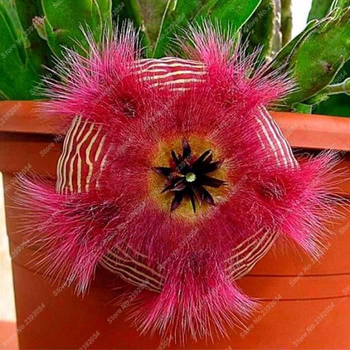Version 6 - Exotique Stapelia Plantes Coloré Cactus Rare Fleur Brut Jardin  Des #56 - Cdiscount Jardin