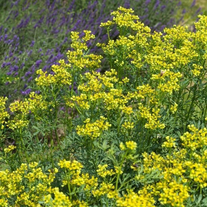 Graines De Rue Officinale (Ruta Graveolens) - 0,3 G - Plante Aromatique