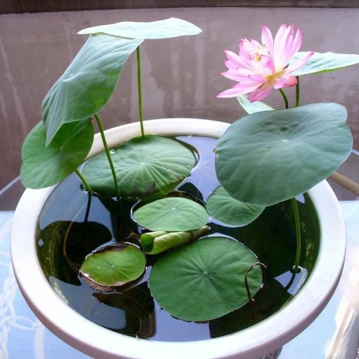 Graine De Lotus 10 Pcs Rarete Fleur De Lotus Lotus Colore Plantes Hydroponiques Plantes Aquatiques Pot De Jardin Semences Cdiscount Animalerie