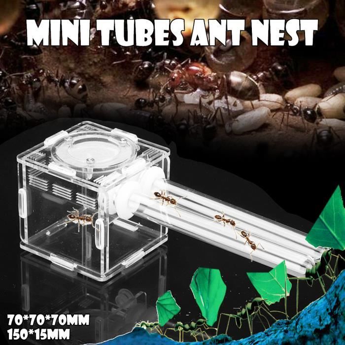 Meilleurs prix pour Ant Nid Tube Mini Verre Tube Fourmilière Ant Farm avec Zone Active Granja de Hormigas
