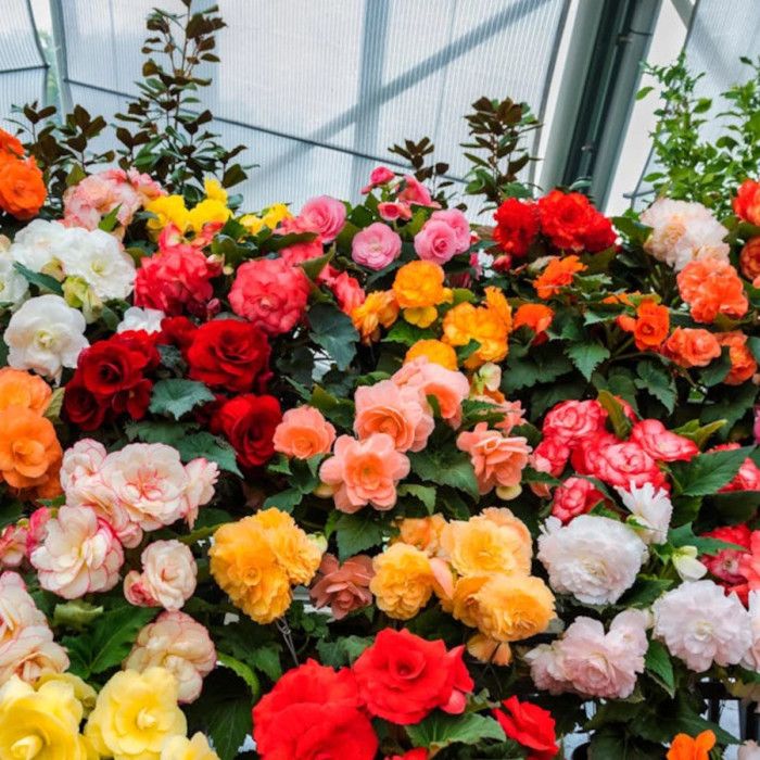 Bulbe de Bégonia double en mélange Cdiscount Jardin — free download