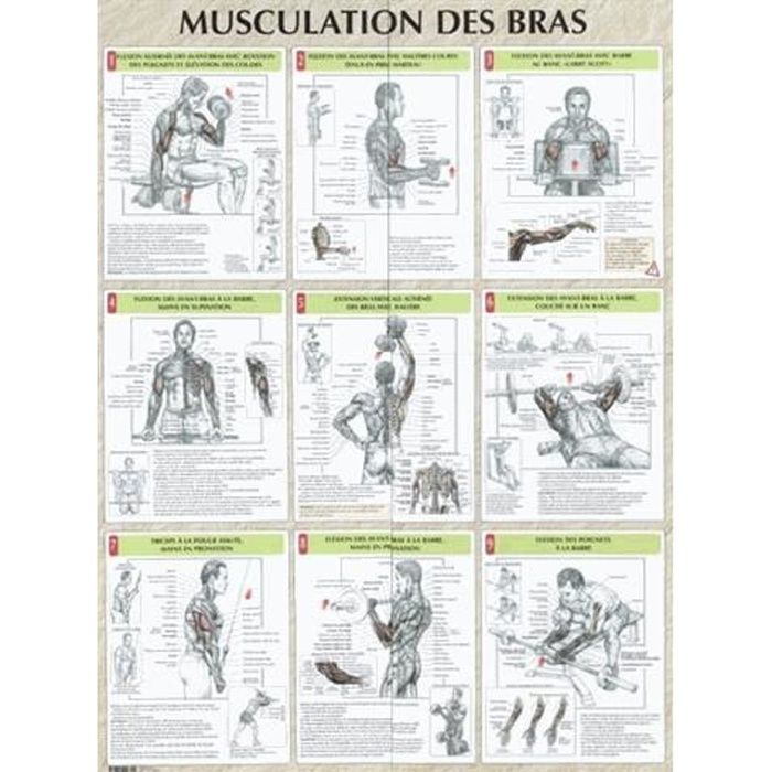 Musculation des bras