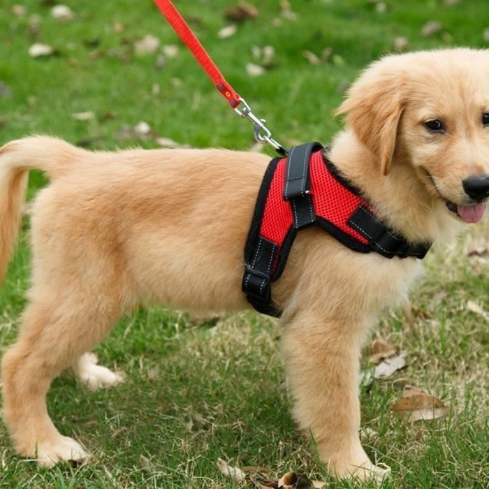 [S: Harnais chien anti traction Harnais de securite pour chien Réfléchissant Gilet pour Randonnée Trajet Voiture Rouge