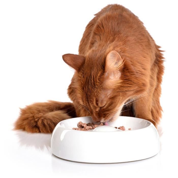 Lucky Kitty Tapis En Néoprène Pour Fontaine à Eau Pour Chat