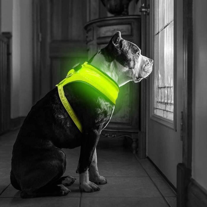 Meilleurs prix pour Gilet pour chien avec lumière LED, ceinture réglable rembourrée - avec sangles et boucles - rechargeable - Vert