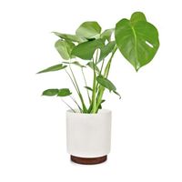 Pots de fleurs  - Blumfeldt Enspijk - En bois de noyer - Fait à la main - 25 x 24 cm (ØxH) - Blanc