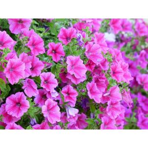 GRAINE - SEMENCE 500 Graines de Pétunia Nain Rose - fleurs jardinage balcon - semences paysannes