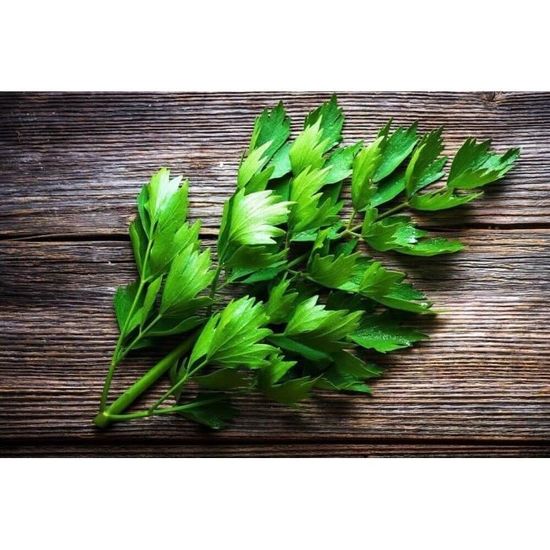 Quand Planter La Graine De Pervenche - Fiche Pratique Sur