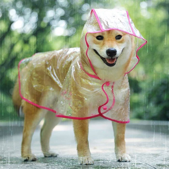 Meilleurs prix pour Imperméable pour chiens et chats avec capuche réglable PVC transparent imperméable ultra-léger pour petits chiens