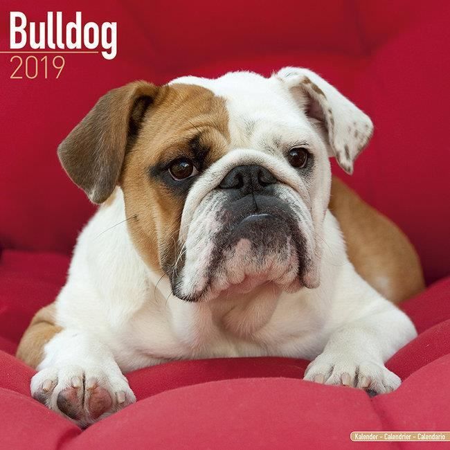 Calendrier Bulldog Anglais 2019 Achat Vente Calendrier