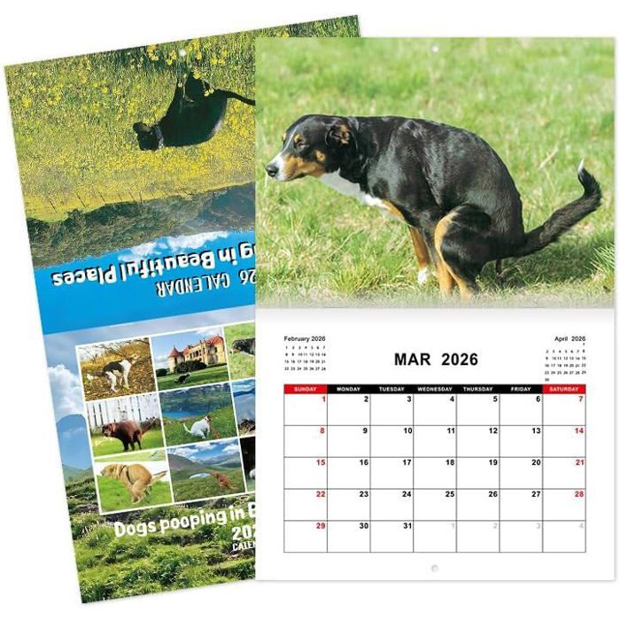 Calendrier Mural 2026 Carré "Dogs" Caroline Gardner - Planificateur Mensuel Avec Illustrations Chiens | Format 30,5x30,5 Cm