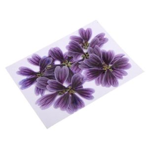 Pearly violet véritable pressé fleur artisanat embellissements 