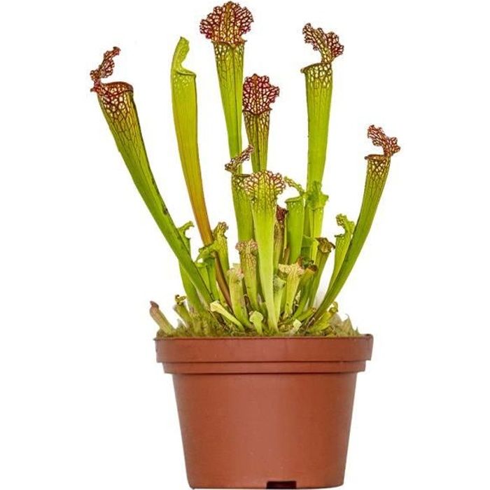 Sarracenia 'Juthatip Soper' – Plante carnivore – Peu d'entretien – D12 cm – H10-20 cm