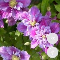 2x Clematis Piilu – Liane des bois à grandes fleurs – Plante grimpante –Rustique-D15 cm - H60-70 cm