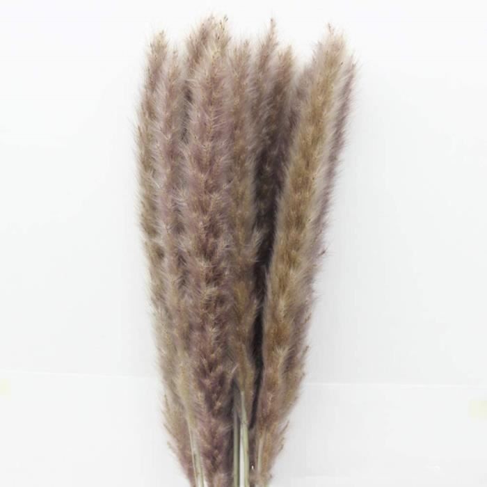 FLEUR SECHEE KAIYAN Lot de 15 feuilles de pampas séchées - Herbe de pampa naturelle - Fleurs séchées1034