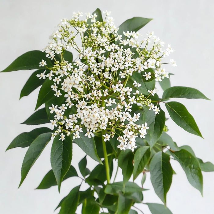 150 Graines de Sureau Noir (Sambucus Nigra) - SemiSauvage Permaculture - graines reproductibles