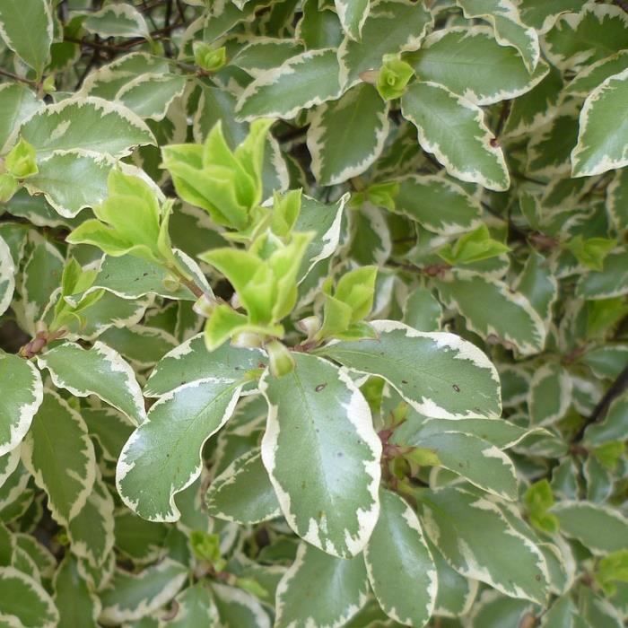 Pittosporum Tobira Stock Photos Pittosporum Tobira Stock Images