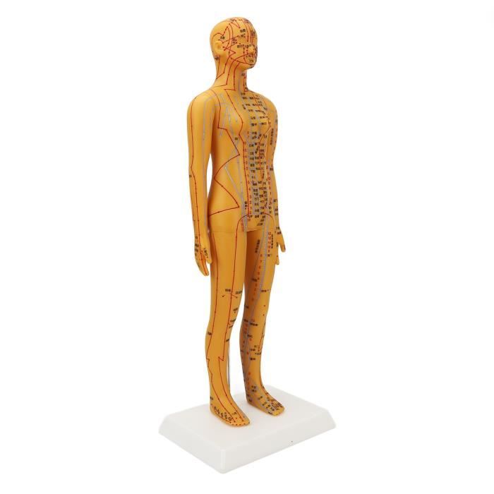 Modèle de Points Méridiens, Modèle d'acupuncture du Corps Humain, Portable Professionnel pour l'enseignement des Sciences du Massage