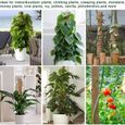4pcs poteaux de mousse, 43 cm, 30 cm pour plantes grimpantes, pour plantes d'intérieur pour soutenir la croissance vers le haut-1