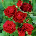 100Pcs Graines de rose-ROUGE-Sans OGM - facile à cultiver - fleurs parfumées - pour balcons, terrasses, jardins-0