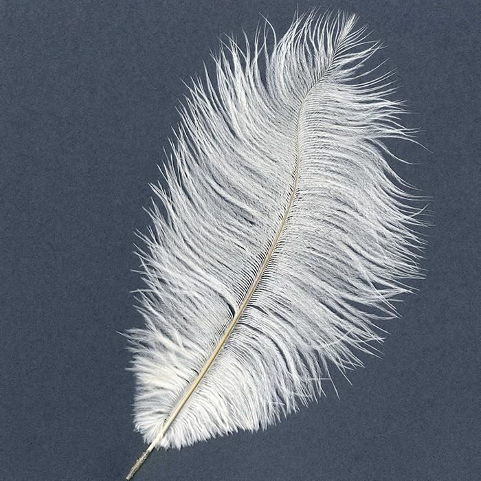 Plume d'autruche - Blanc - 35cm environ