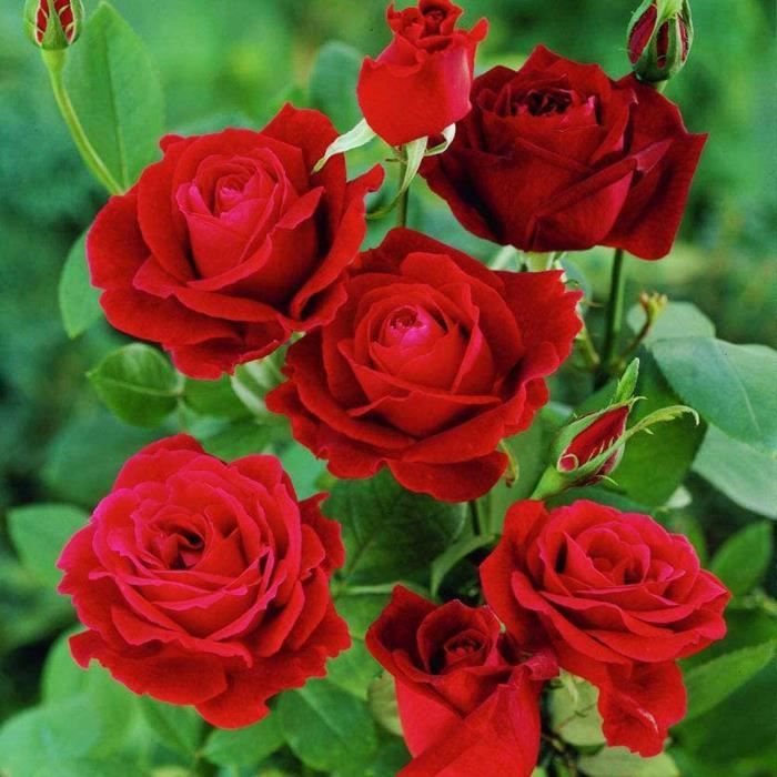 100Pcs Graines de rose-ROUGE-Sans OGM - facile à cultiver - fleurs parfumées - pour balcons, terrasses, jardins