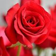 100Pcs Graines de rose-ROUGE-Sans OGM - facile à cultiver - fleurs parfumées - pour balcons, terrasses, jardins-2