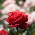 100Pcs Graines de rose-ROUGE-Sans OGM - facile à cultiver - fleurs parfumées - pour balcons, terrasses, jardins-3